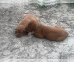 Small Photo #34 Labrador Retriever Puppy For Sale in BLUFF DALE, TX, USA