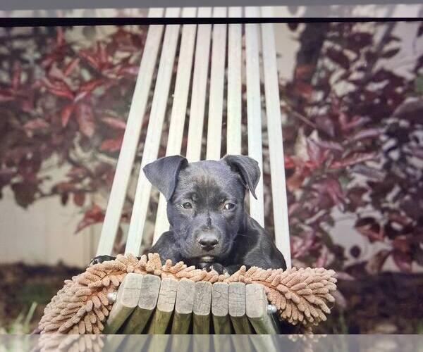 Medium Photo #2 Mutt Puppy For Sale in Sandy, UT, USA