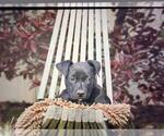 Small #1 Mutt