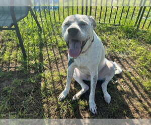 Labrador Retriever-Unknown Mix Dogs for adoption in Ocala, FL, USA