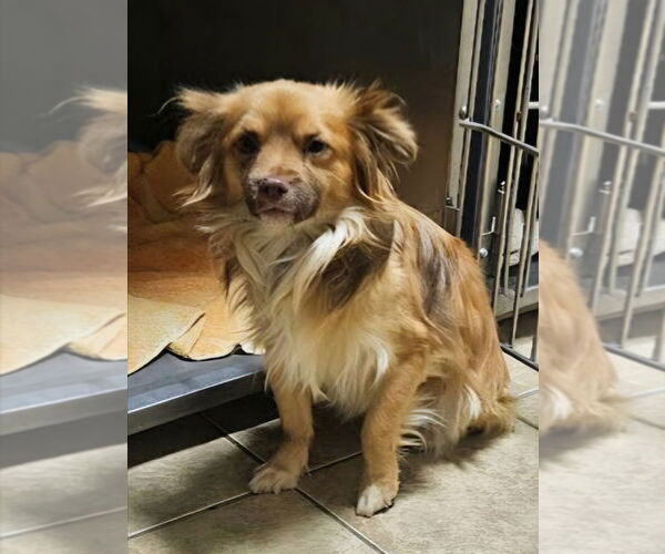 Medium Photo #4 Chihuahua-Unknown Mix Puppy For Sale in Lake Forest, CA, USA