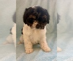 Small #4 Cavapoo (Miniature)