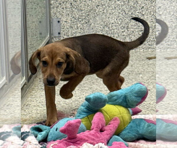 Medium Photo #3 Mutt Puppy For Sale in Mechanicsburg, PA, USA