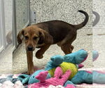 Small #2 Mutt