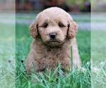 Small Photo #16 Labradoodle Puppy For Sale in SYRACUSE, IN, USA