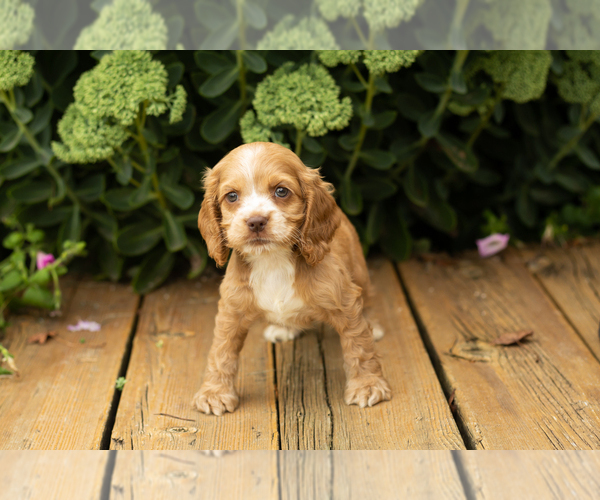 Medium Photo #34 Cocker Spaniel Puppy For Sale in NAPPANEE, IN, USA