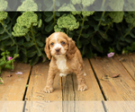 Small #33 Cocker Spaniel