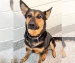 Small #1 German Shepherd Dog