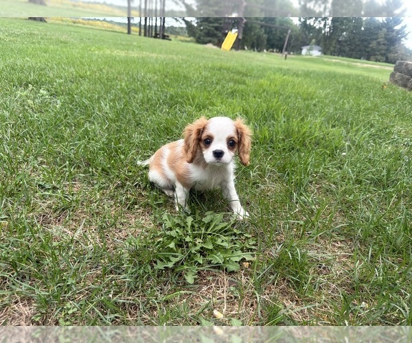 Medium Photo #2 Cavalier King Charles Spaniel Puppy For Sale in ATHENS, WI, USA