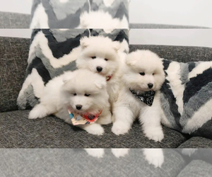 Samoyed Puppy for sale in IRWINDALE, CA, USA