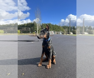 Doberman Pinscher Puppy for sale in EAGLE CREEK, OR, USA
