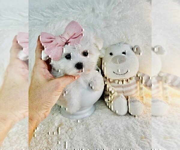 Medium Photo #12 Maltese Puppy For Sale in WEST PALM BEACH, FL, USA