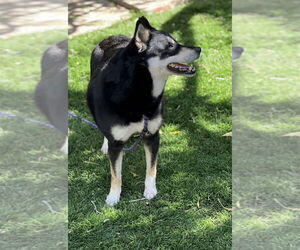 Clover - Female Shiba Inu-Siberian Husky Mix Dog for Adoption - Photo #3