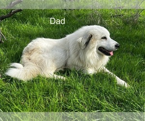 Father of the Great Pyrenees puppies born on 01/06/2024