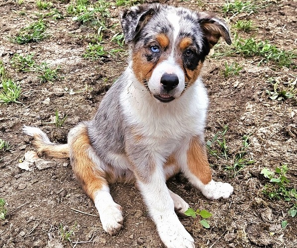 Medium Photo #10 Australian Shepherd Puppy For Sale in MABEL, MN, USA