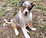 Small Photo #10 Australian Shepherd Puppy For Sale in MABEL, MN, USA