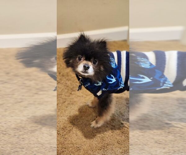 Medium Photo #3 Pomeranian Puppy For Sale in Seattle, WA, USA