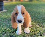 Puppy 4 Basset Hound