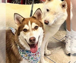 Chase - Male Siberian Husky Dog for Adoption - Photo #3