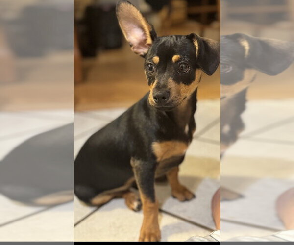Medium Photo #1 Chiweenie Puppy For Sale in Conway, AR, USA