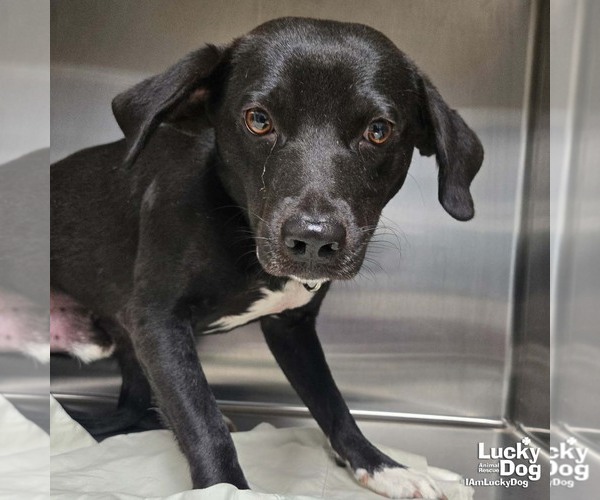 Medium Photo #2 Labbe Puppy For Sale in Washington, DC, USA