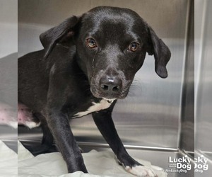Labbe Dogs for adoption in Washington, DC, USA