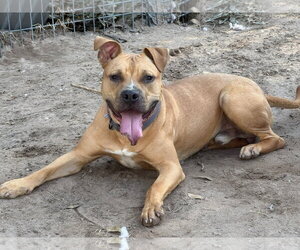 Bulldog-Unknown Mix Dogs for adoption in The Woodlands, TX, USA