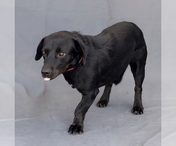 Medium Photo #2 Mutt Puppy For Sale in Pasadena, CA, USA