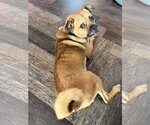 Small #1 Pug Mix