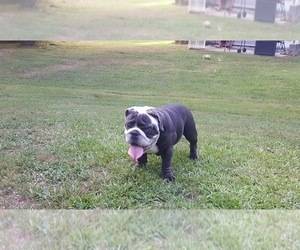 Bulldog Puppy for sale in STOCKBRIDGE, GA, USA