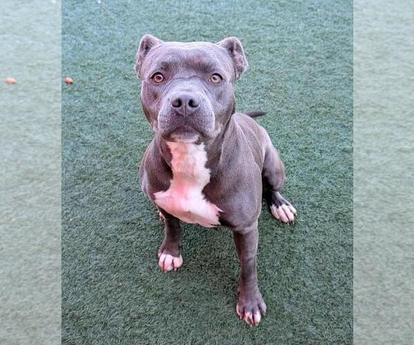 Medium Photo #11 American Pit Bull Terrier-Unknown Mix Puppy For Sale in Rockwall, TX, USA