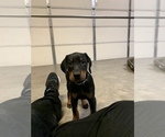 Small Photo #7 Doberman Pinscher Puppy For Sale in PARADISE, TX, USA