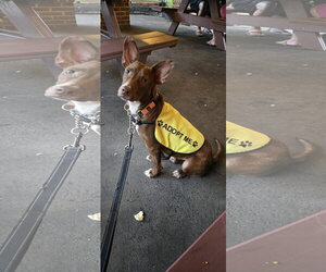Ibizan Hound Dogs for adoption in NYC, NY, USA