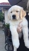 Small Photo #6 Golden Retriever Puppy For Sale in RAMONA, CA, USA