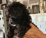 Puppy 0 Poodle (Toy)-Yorkshire Terrier Mix