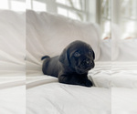 Puppy Dakota Labrador Retriever