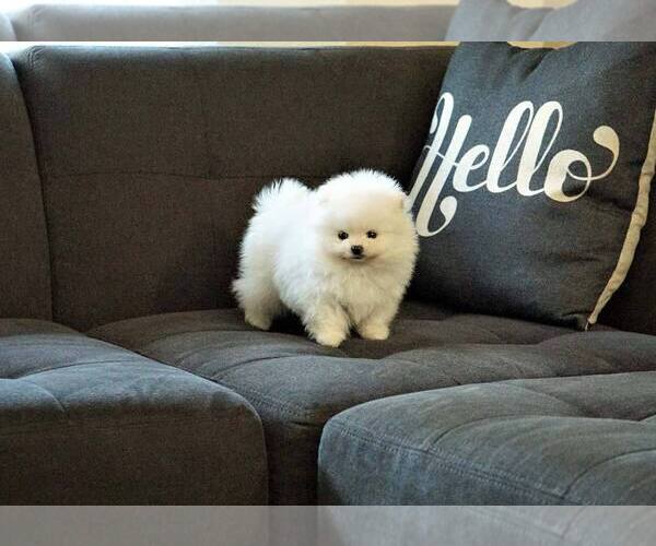 Medium Photo #10 Pomeranian Puppy For Sale in FULLERTON, CA, USA