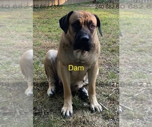 Mother of the Cane Corso puppies born on 01/03/2026