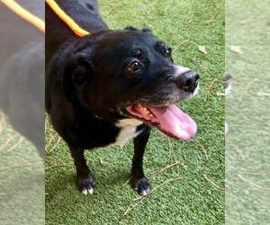 Boomer - Male Labrador Retriever-Unknown Mix Dog for Adoption - Photo #2