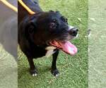 Small Photo #2 Labrador Retriever-Unknown Mix Puppy For Sale in Kennesaw, GA, USA