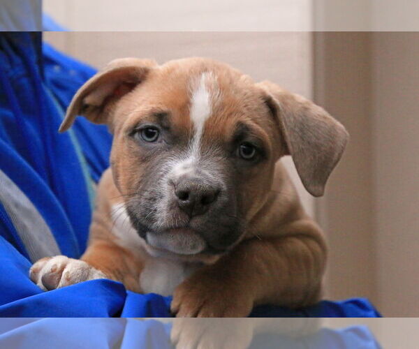 Medium Photo #2 Mutt Puppy For Sale in Sequim, WA, USA