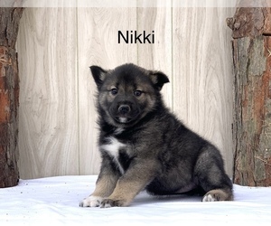 Norwegian Elkhound-Siberian Husky Mix Puppy for sale in FREDERICKSBG, OH, USA