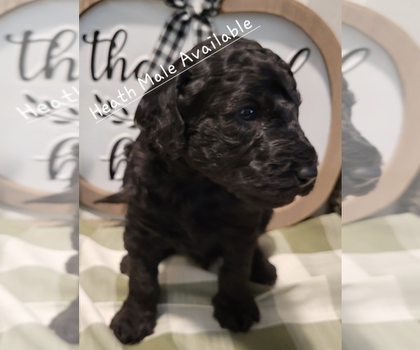 Medium Photo #3 Goldendoodle Puppy For Sale in KANSAS CITY, MO, USA