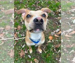 Boxer-Unknown Mix Dogs for adoption in Gibbstown, NJ, USA