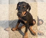 Small #2 Doberman Pinscher