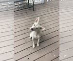 Small #2 Labrador Retriever Mix