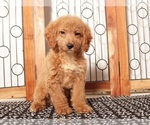 Small #1 Goldendoodle (Miniature)