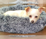Small #2 Chihuahua