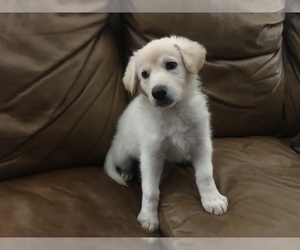 German Shepherd Dog Puppy for Sale in E LAURINBURG, North Carolina USA