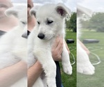 Puppy Lavender German Shepherd Dog